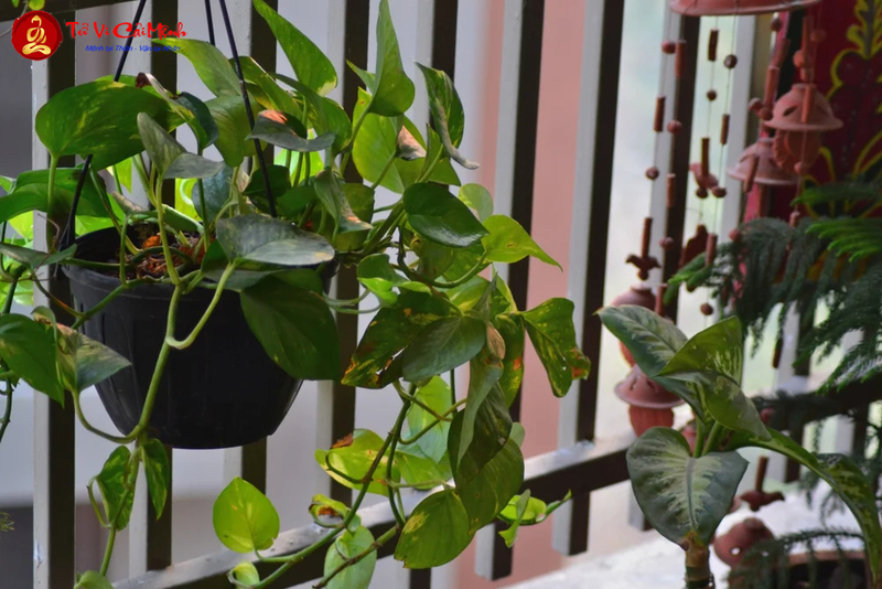 Hóa Giải Phong Thủy Phòng Trọ Không Tốt: Cải Thiện Vận Khí Cho Không Gian Sống Nhỏ
