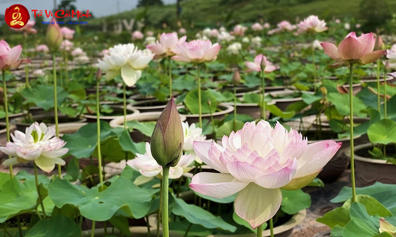 Hoa Sen: Biểu Tượng Thiêng Liêng Và Cây Phong Thủy Mang Lại Bình An