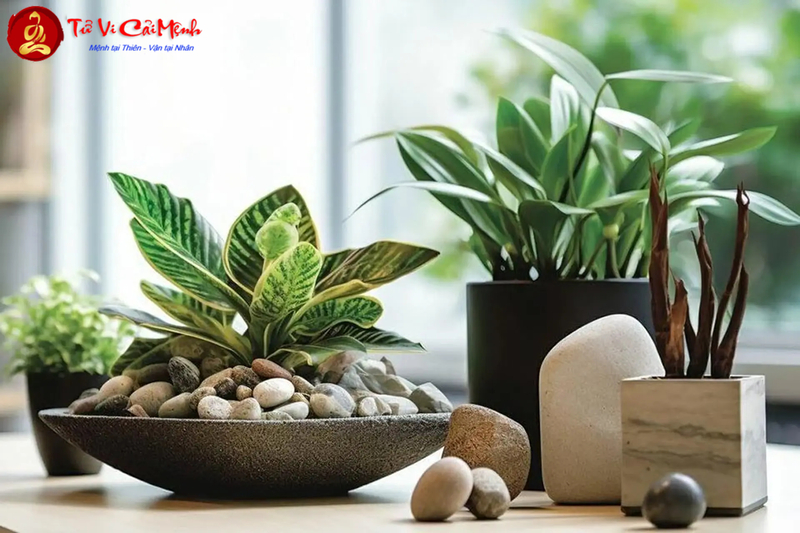 Những Điều Kiêng Kỵ Khi Trồng Cây Phong Thủy: Tránh Sai Lầm Phá Vận