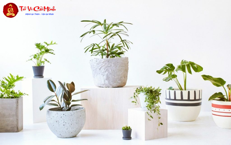 Những Điều Kiêng Kỵ Khi Trồng Cây Phong Thủy: Tránh Sai Lầm Phá Vận