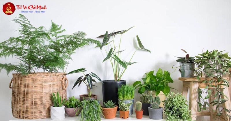 Mẹo Phong Thủy Giúp Thu Hút Tài Lộc: Bí Quyết Thịnh Vượng Tài Chính