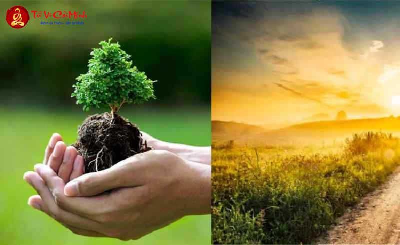 Mộc Khắc Thổ: Hiểu Rõ Quy Luật Tương Khắc Trong Phong Thủy