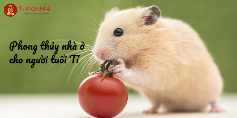Phong Thủy Nhà Ở Cho Người Tuổi Tí: Hướng Dẫn Toàn Diện