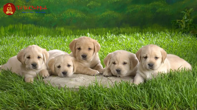 Phong Thủy Nhà Ở Cho Người Tuổi Tuất: Nguyên Tắc Cơ Bản Và Bí Quyết Áp Dụng