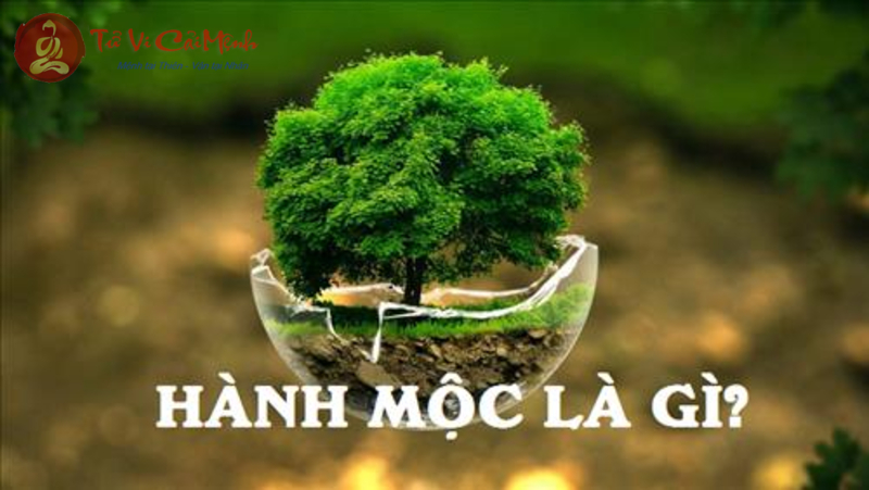 Ngũ Hành Mộc Là Gì? Khám Phá Bí Quyết Phong Thủy Cân Bằng Năng Lượng