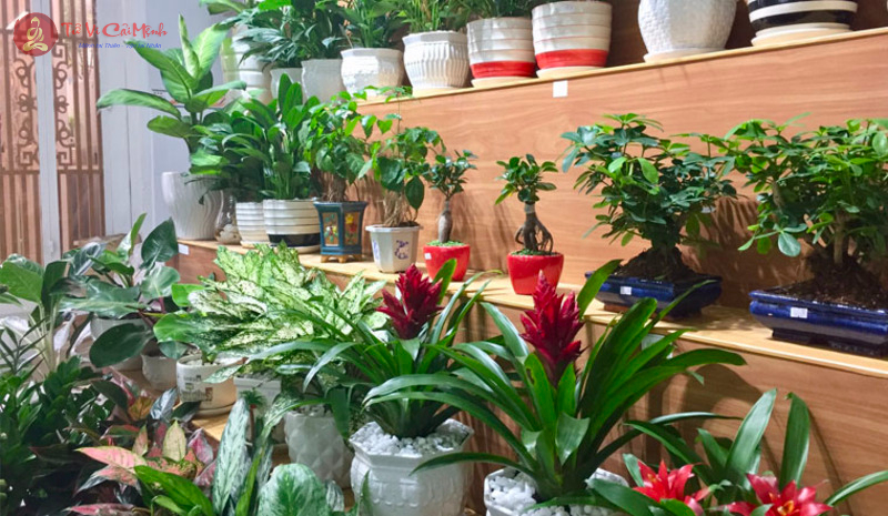 Cây Phong Thủy Theo 12 Con Giáp: Ý Nghĩa Và Cách Bài Trí