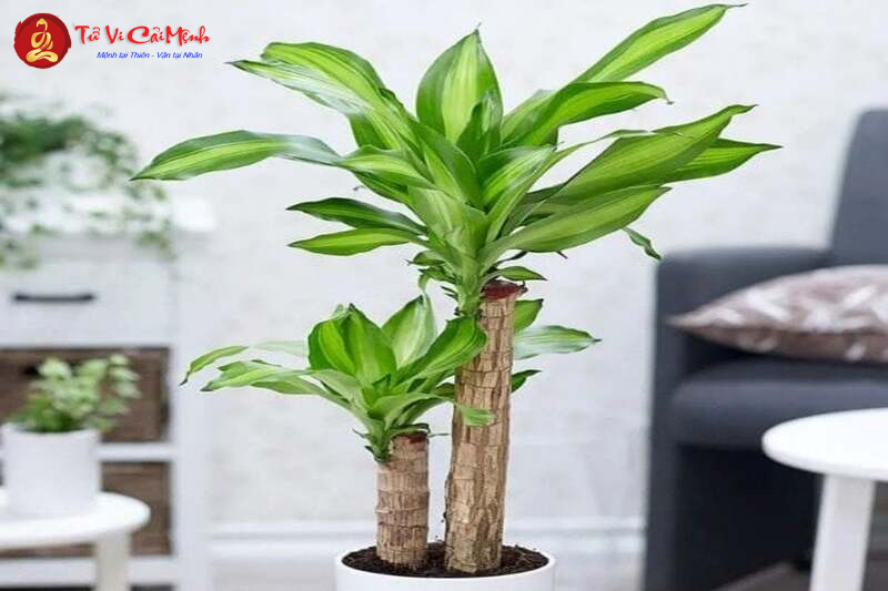 Bố Trí Bàn Làm Việc Trong Phòng Ngủ: Hướng Dẫn Toàn Diện