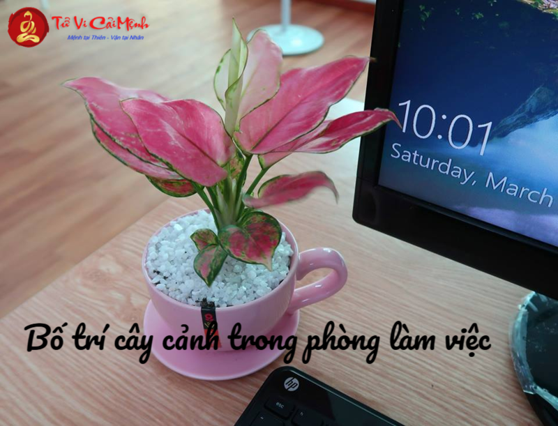 Bố Trí Cây Cảnh Trong Phòng Làm Việc: Hướng Dẫn Toàn Diện
