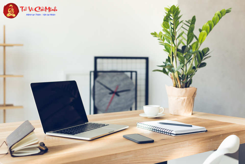 Bố Trí Cây Cảnh Trong Phòng Làm Việc: Hướng Dẫn Toàn Diện