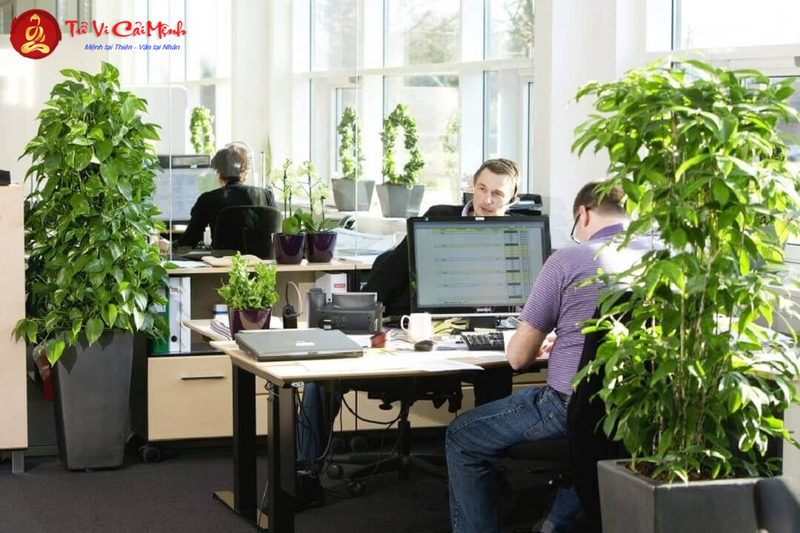 Điều Kiêng Kỵ Theo Phong Thủy Trong Bố Trí Văn Phòng: Cẩm Nang Toàn Diện