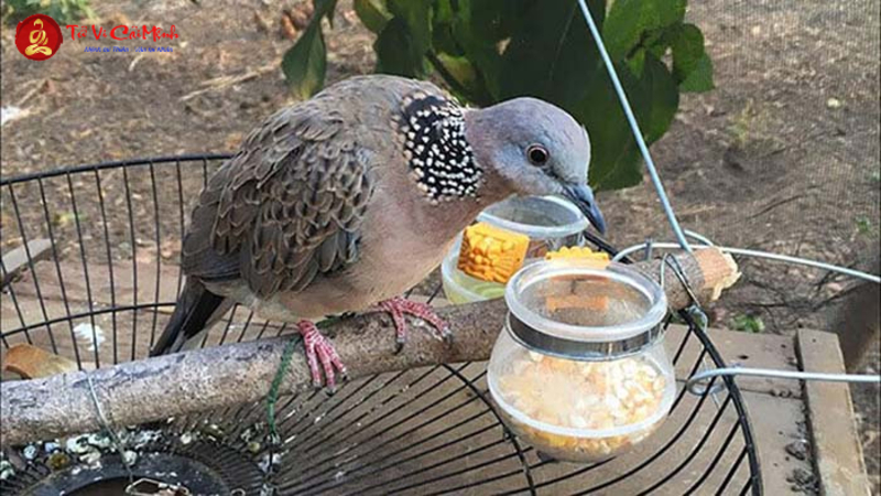 Nuôi Cu Gáy Phong Thủy - Hướng Dẫn Toàn Diện Từ Chuyên Gia