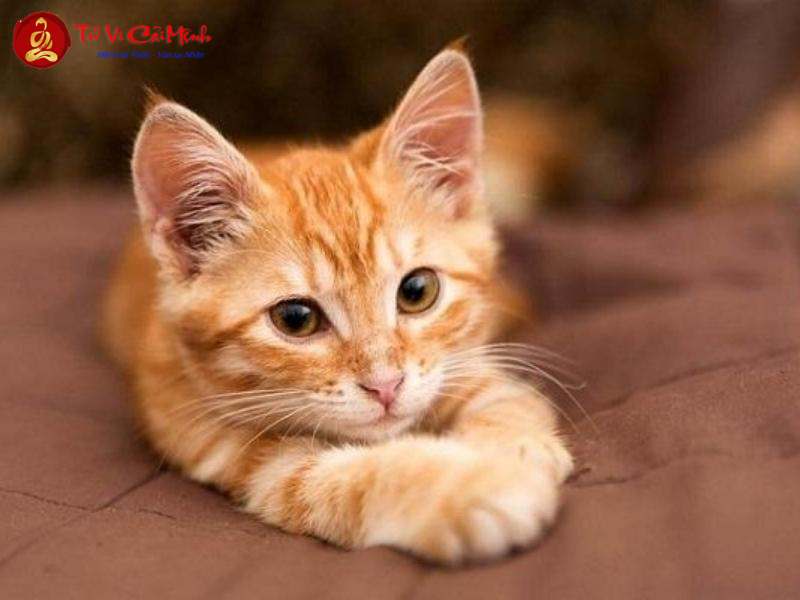 Nuôi Mèo Phong Thủy - Hướng Dẫn Toàn Diện Từ Chuyên Gia