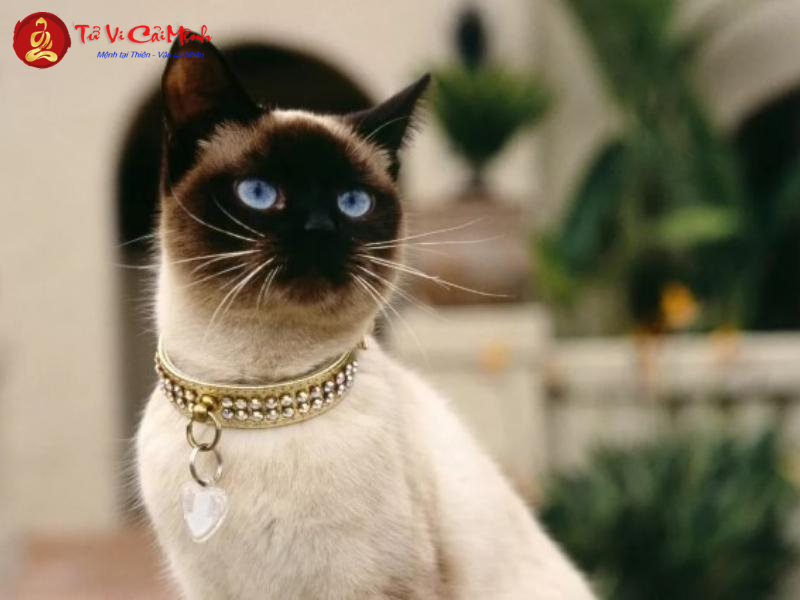 Nuôi Mèo Phong Thủy - Hướng Dẫn Toàn Diện Từ Chuyên Gia
