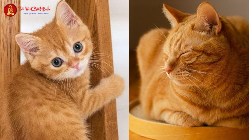 Nuôi Mèo Phong Thủy - Hướng Dẫn Toàn Diện Từ Chuyên Gia