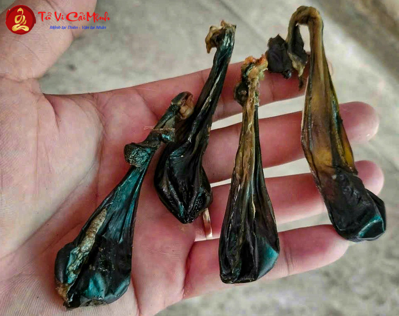 Nhau Mèo Trong Phong Thủy - Phân Tích Từ Góc Nhìn Văn Hóa Dân Gian