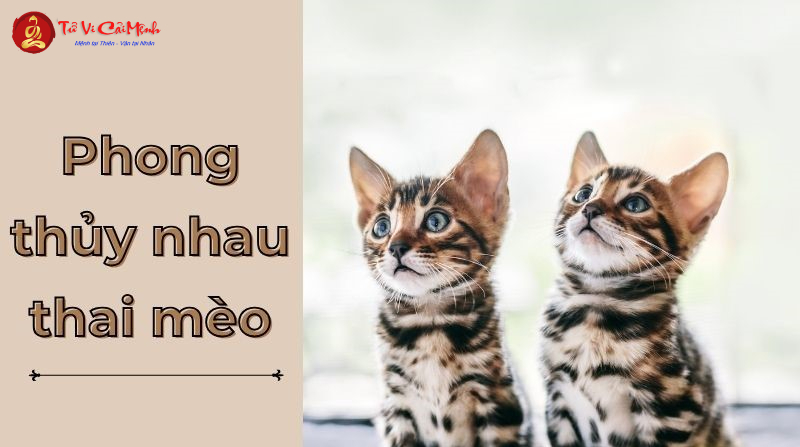 Nhau Mèo Trong Phong Thủy - Phân Tích Từ Góc Nhìn Văn Hóa Dân Gian
