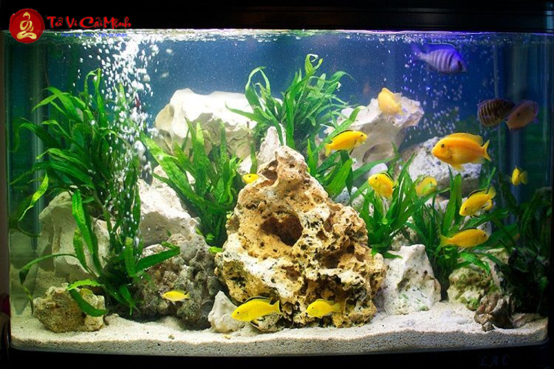 Vị Trí Đặt Bể Cá Hợp Phong Thủy: Cách Bố Trí Để Thu Hút Tài Lộc