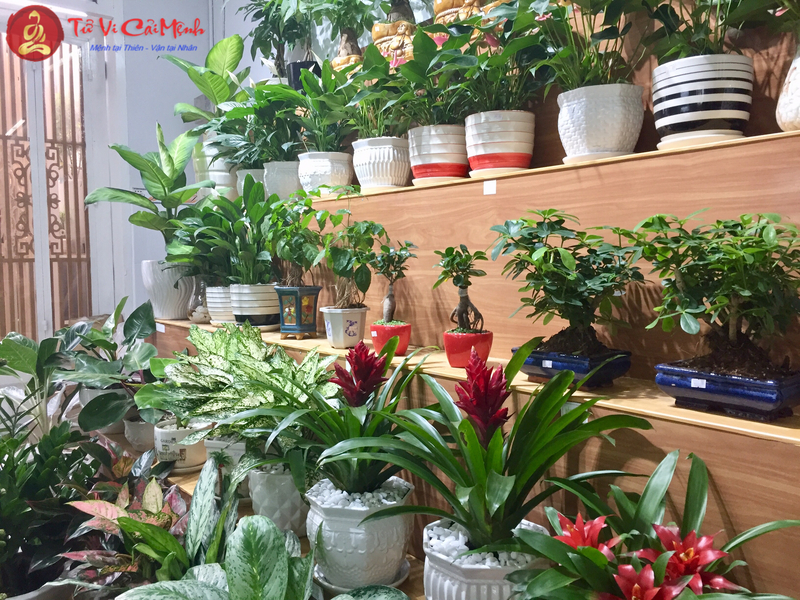 Ý Nghĩa và Tác Dụng của Cây Phong Thủy
