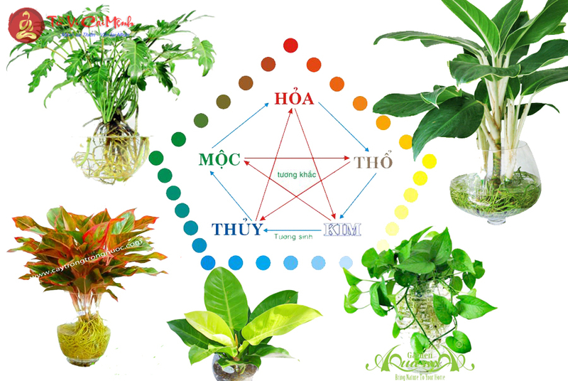 Ý Nghĩa và Tác Dụng của Cây Phong Thủy