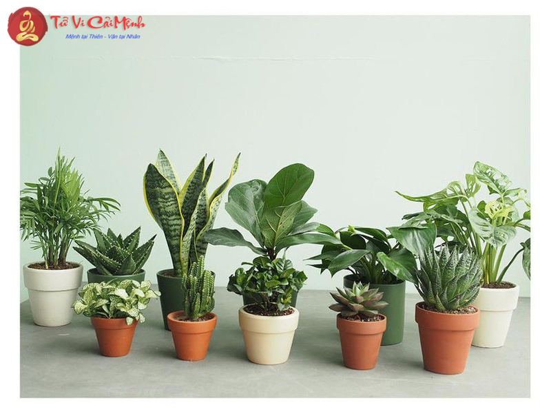 Ý Nghĩa và Tác Dụng của Cây Phong Thủy