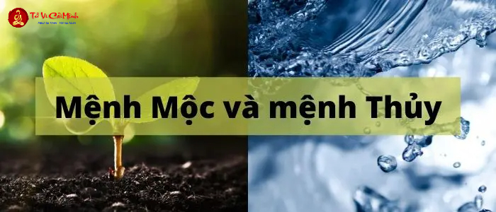 Thủy Sinh Mộc - Nguyên Lý Tương Sinh Căn Bản Trong Phong Thủy