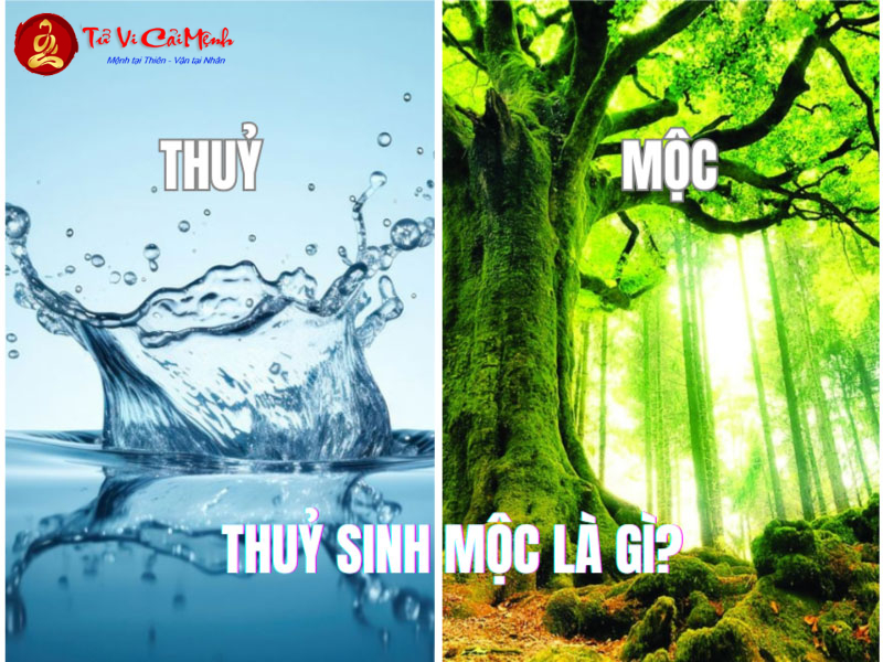 Thủy Sinh Mộc - Nguyên Lý Tương Sinh Căn Bản Trong Phong Thủy