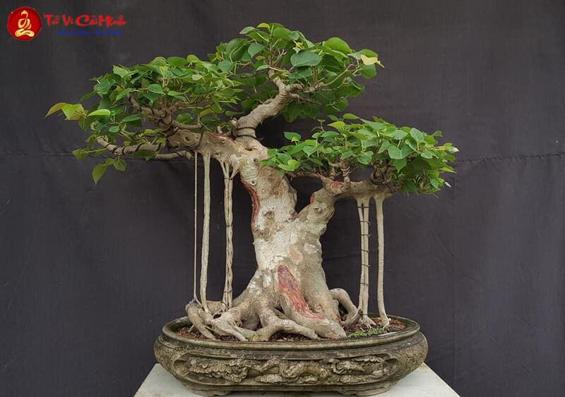 Tranh Cây Bồ Đề: Biểu Tượng Phong Thủy Mang Lại Trí Tuệ Và Giác Ngộ