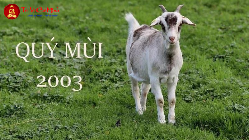 Tuổi Xông Đất Cho Gia Chủ Sinh Năm 2003 (Quý Mùi): Chọn Người Phù Hợp Theo Phong Thủy