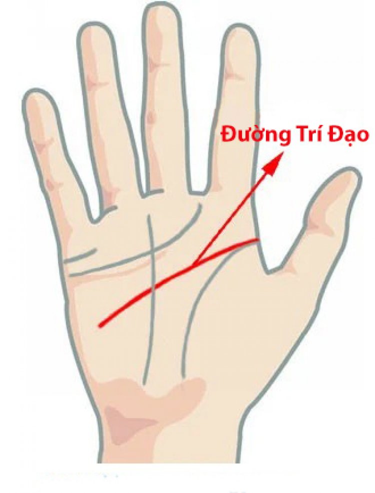 Đường Trí Đạo hay còn gọi là đường trí tuệ là đường quan trọng thứ hai trong cách xem chỉ tay.
